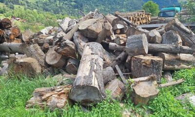 11,862 mc lemn de esență rășinoase