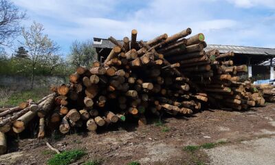 Material lemnos specia rășinoase sortiment lemn rotund - 100,3 mc, a patra licitatie