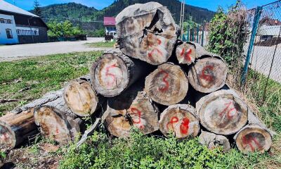 12,03 mc lemn rotund de rășinoase din specia brad și lemn de lucru pentru gatere, a doua licitatie