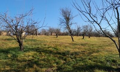 TEREN situat în extravilanul municipiului Oradea, județul Bihor – cotă de 96475/385900