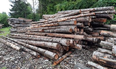 Lemn rotund esență rașinoase (molid) - 38,641 mc, a doua licitație