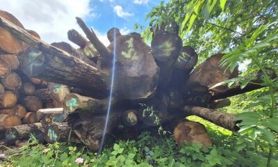 18.58 mc lemn rotund esentă foioase