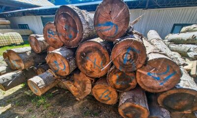 13,98 mc lemn rotund rășinoase, a doua licitație