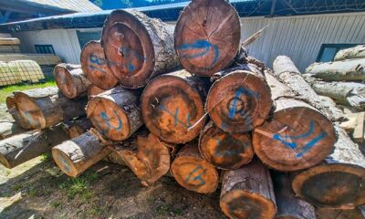 13,98 mc lemn rotund rășinoase, a treia licitatie