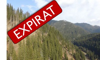 Masă lemnoasă 69 de arbori (volum 61 mc)