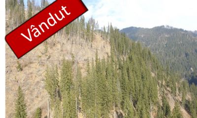 Masă lemnoasă 69 de arbori (volum 61 mc) a treia licitație