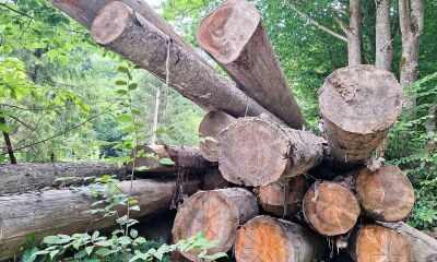 22,1879 mc lemn rotund rășinoase din specia molid.