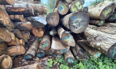 18.58 mc lemn rotund esentă foioase, a doua licitație