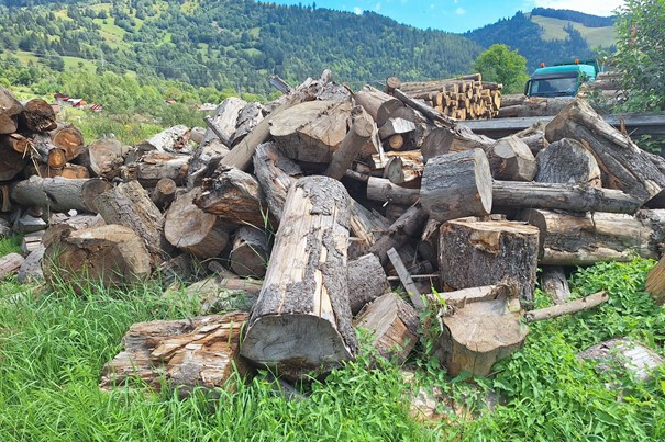 11,862 mc lemn de esență rășinoase