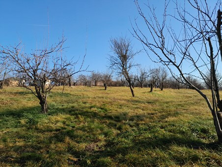 TEREN situat în extravilanul municipiului Oradea, județul Bihor – cotă de 96475/385900, a doua licitatie