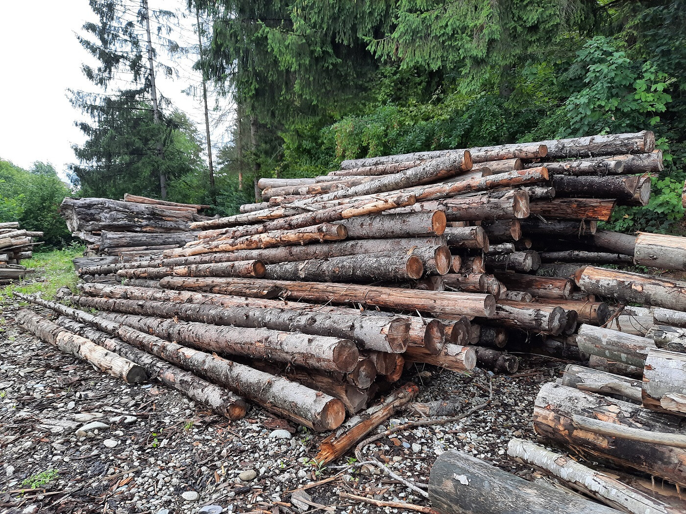 Lemn rotund esență rașinoase (molid) - 38,641 mc, a doua licitație