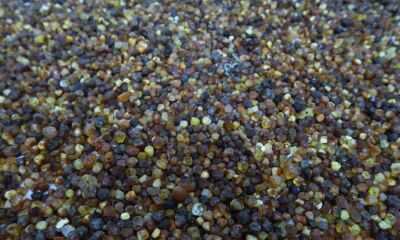 LOT no. 48 – 20 kg of amber - unprocessed - various sizes and colors.