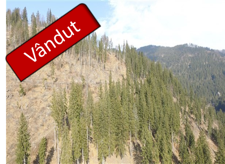 Masă lemnoasă 69 de arbori (volum 61 mc) a treia licitație