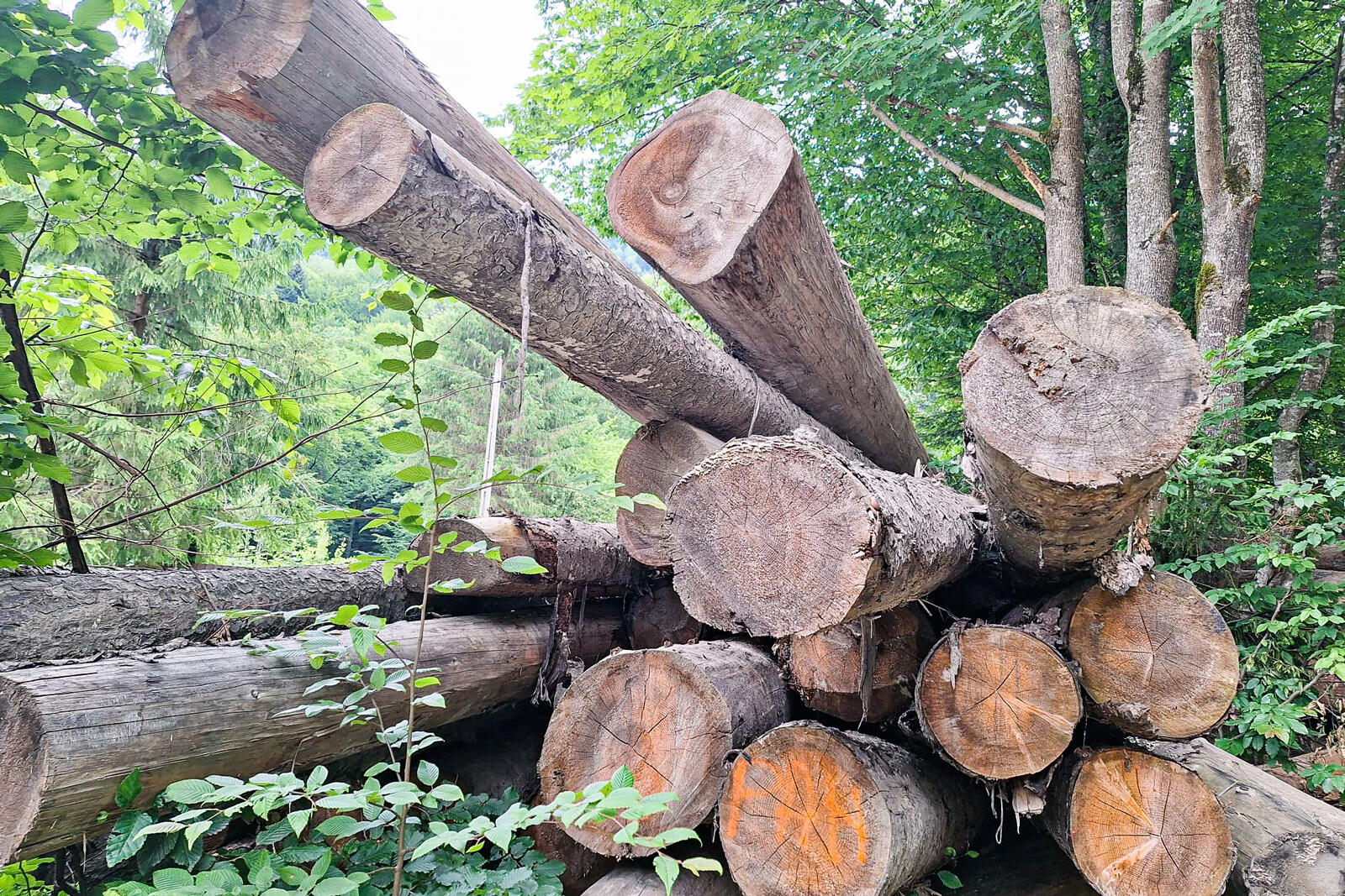 22,1879 mc lemn rotund rășinoase din specia molid.