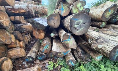 18.58 mc lemn rotund esentă foioase, a treia licitație