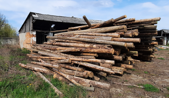 NEADJUDECAT Material lemnos specia rășinoase sortiment lemn rotund - 100,3 mc _ a doua licitatie